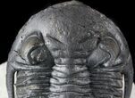 Aesthetic, Hollardops Trilobite - Excellent Eyes #57776-6